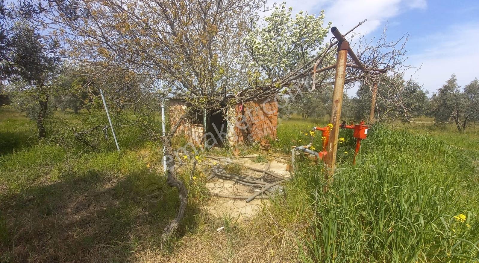 Reşatbeyde İmara Yakın Zeytinlik - Görsel 13