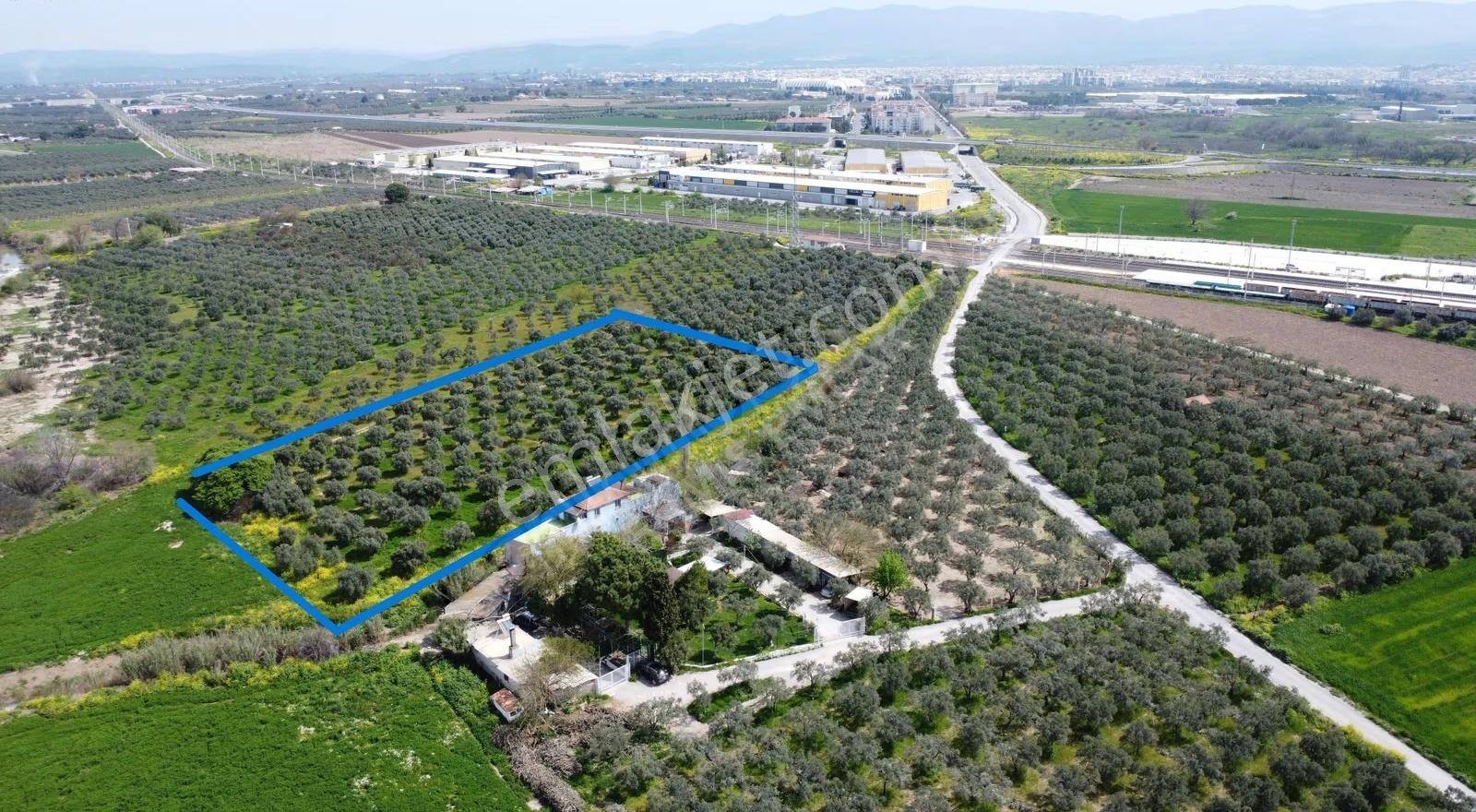 Reşatbeyde İmara Yakın Zeytinlik - Görsel 19