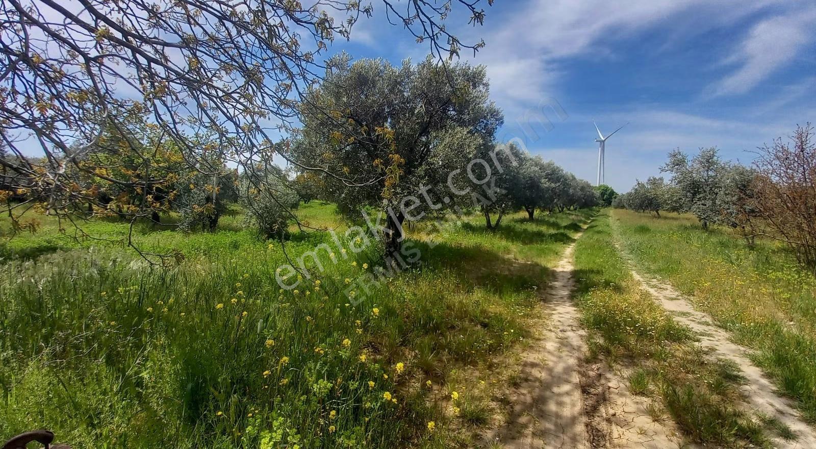 Reşatbeyde İmara Yakın Zeytinlik - Görsel 20