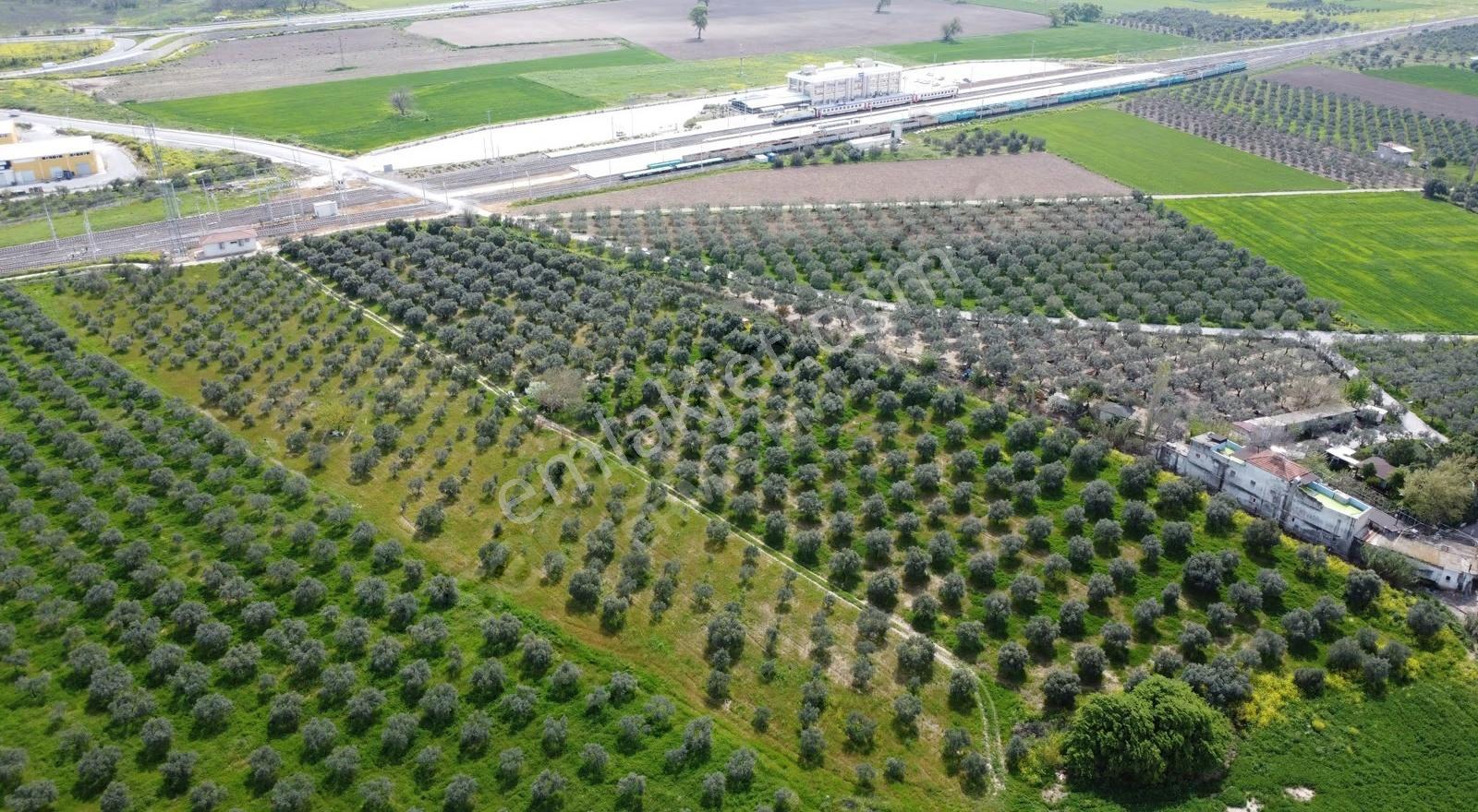 Reşatbeyde İmara Yakın Zeytinlik - Görsel 11