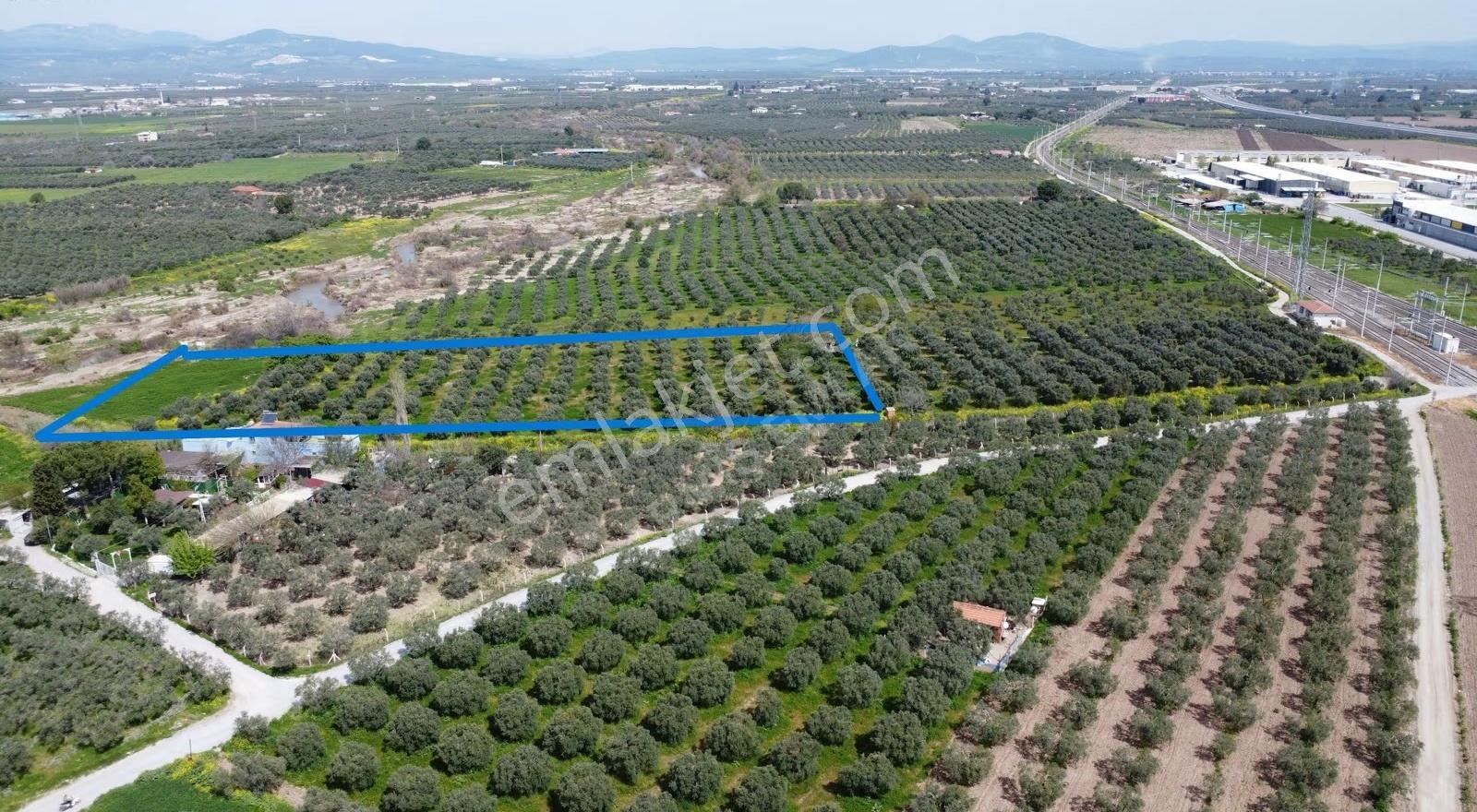 Reşatbeyde İmara Yakın Zeytinlik - Görsel 8
