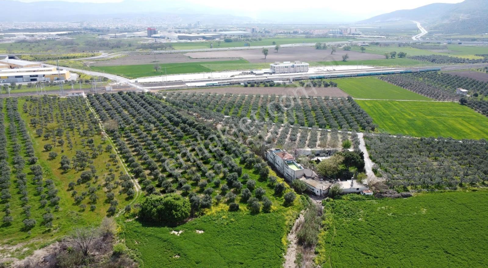 Reşatbeyde İmara Yakın Zeytinlik - Görsel 10
