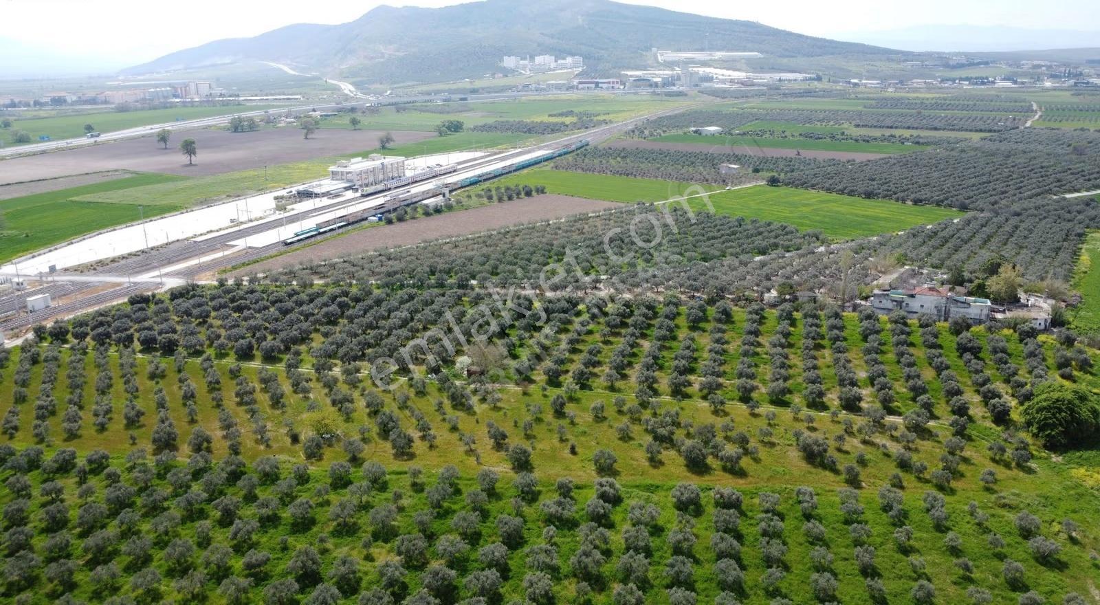 Reşatbeyde İmara Yakın Zeytinlik - Görsel 2