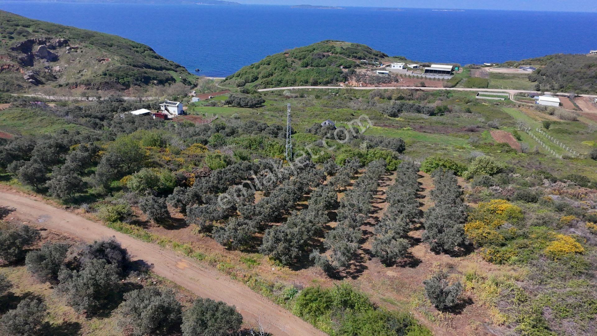 Balıkesir Bandırma Sahil Yenice Mah. 1.653 M2 Satılık Tarla Deniz Manzaralı Yatırımlık