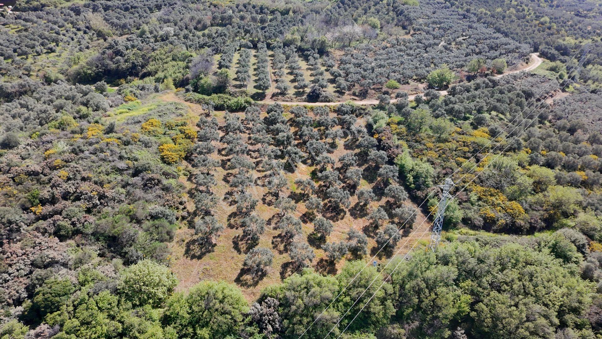 Balıkesir Bandırma Sahil Yenice Mah. 1.653 M2 Satılık Tarla Deniz Manzaralı Yatırımlık - Görsel 6