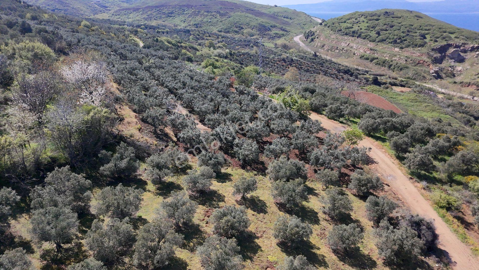 Balıkesir Bandırma Sahil Yenice Mah. 1.653 M2 Satılık Tarla Deniz Manzaralı Yatırımlık - Görsel 5