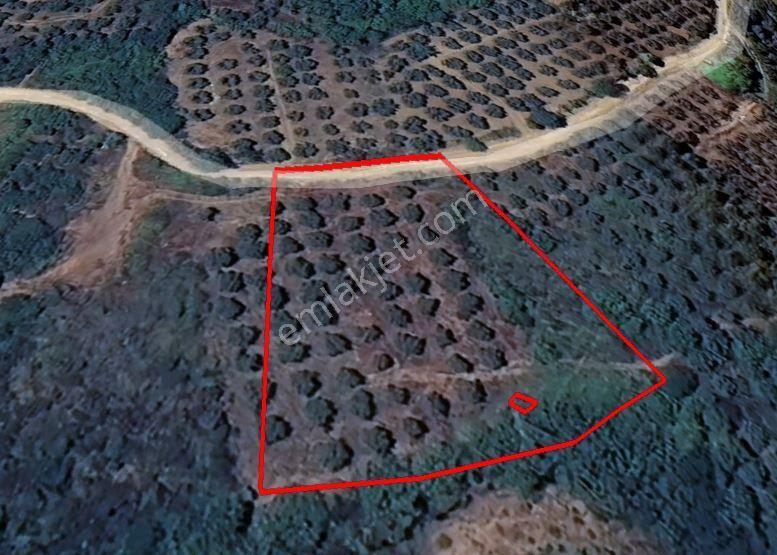 Balıkesir Bandırma Sahil Yenice Mah. 1.653 M2 Satılık Tarla Deniz Manzaralı Yatırımlık - Görsel 7