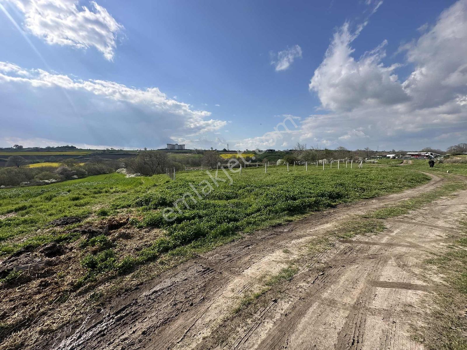 Çerkeköy Bağlık Mah İmar Sınırında Satılık 250m² Hisse - Görsel 16