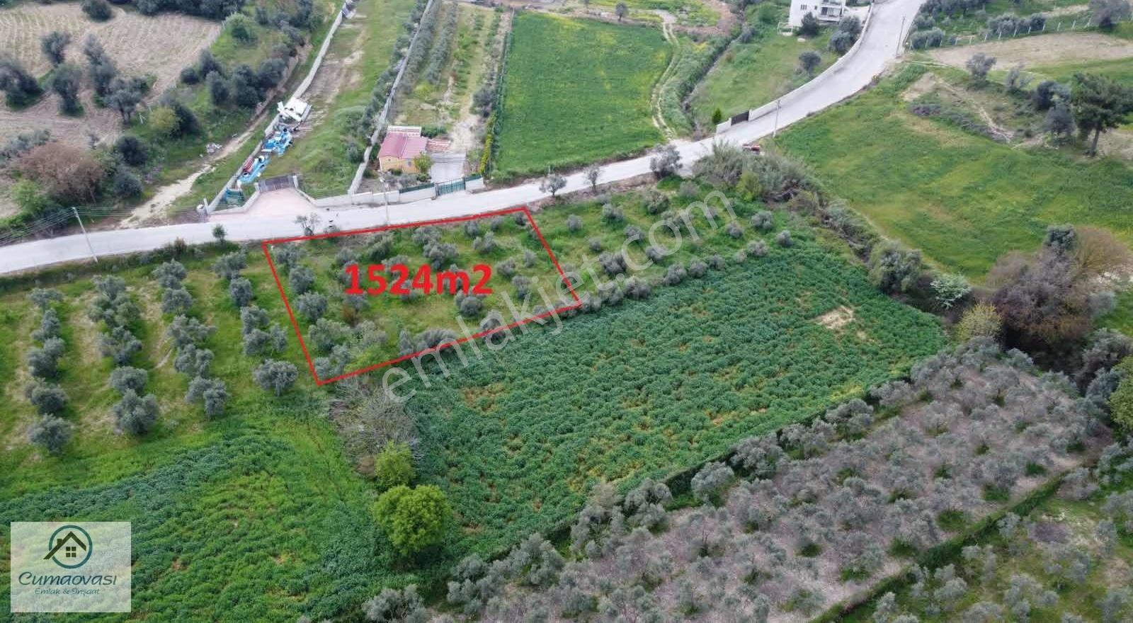 Cumaovası Emlaak Satılık Sancaklı'da Yol Üzeri Zeytinlik 1524m2 - Görsel 8