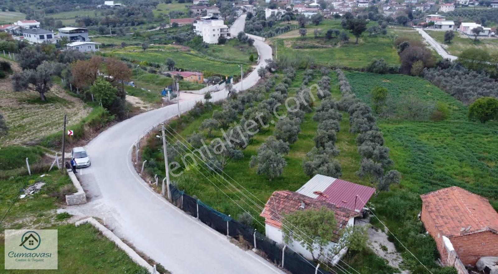 Cumaovası Emlaak Satılık Sancaklı'da Yol Üzeri Zeytinlik 1524m2 - Görsel 10