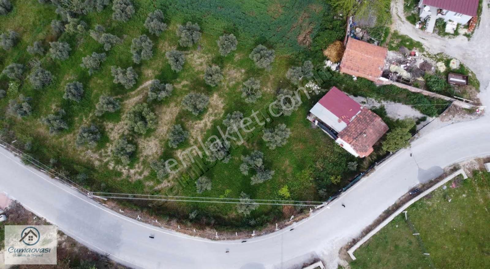 Cumaovası Emlaak Satılık Sancaklı'da Yol Üzeri Zeytinlik 1524m2 - Görsel 15