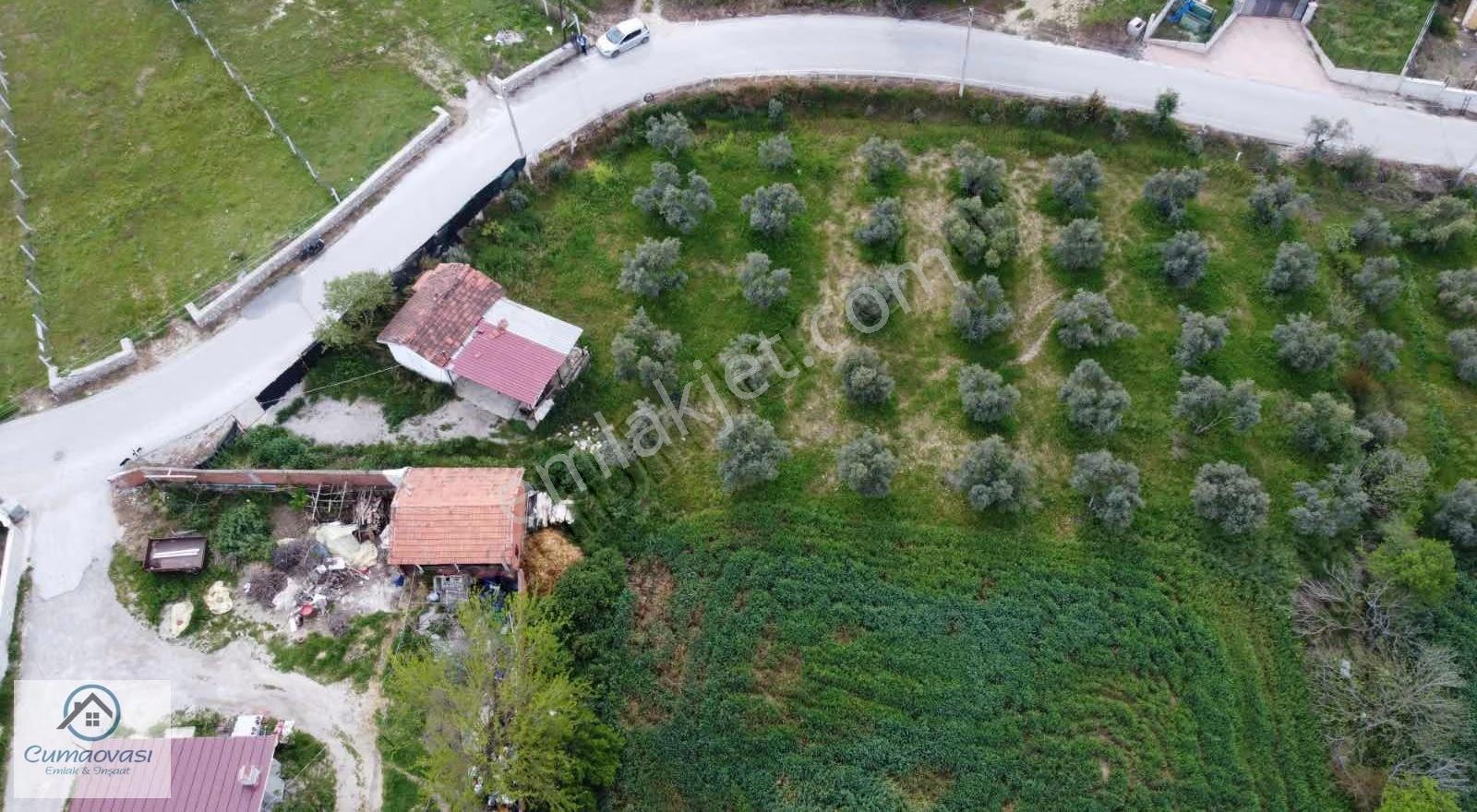 Cumaovası Emlaak Satılık Sancaklı'da Yol Üzeri Zeytinlik 1524m2 - Görsel 13