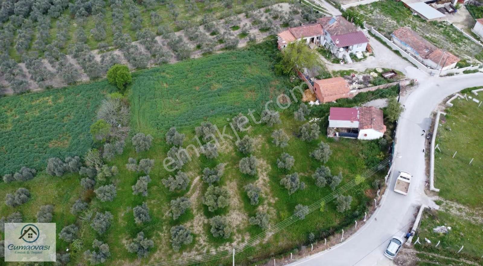 Cumaovası Emlaak Satılık Sancaklı'da Yol Üzeri Zeytinlik 1524m2 - Görsel 3
