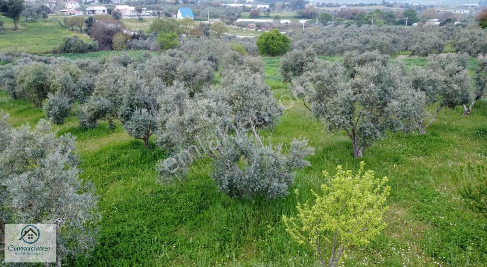 Cumaovası Emlaak Satılık Sancaklı'da Yol Üzeri Zeytinlik 1524m2 - Görsel 7