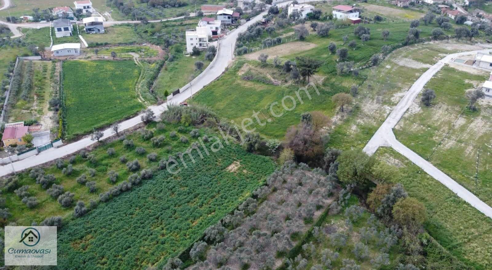 Cumaovası Emlaak Satılık Sancaklı'da Yol Üzeri Zeytinlik 1524m2 - Görsel 16