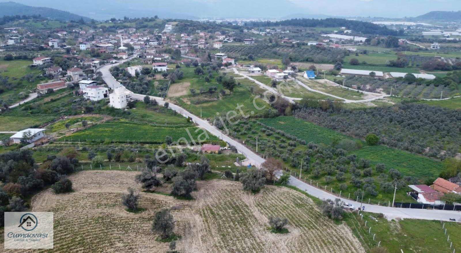 Cumaovası Emlaktan Satılık Sancaklıda Tapulu 1 Dönüm Zeytinlik - Görsel 13