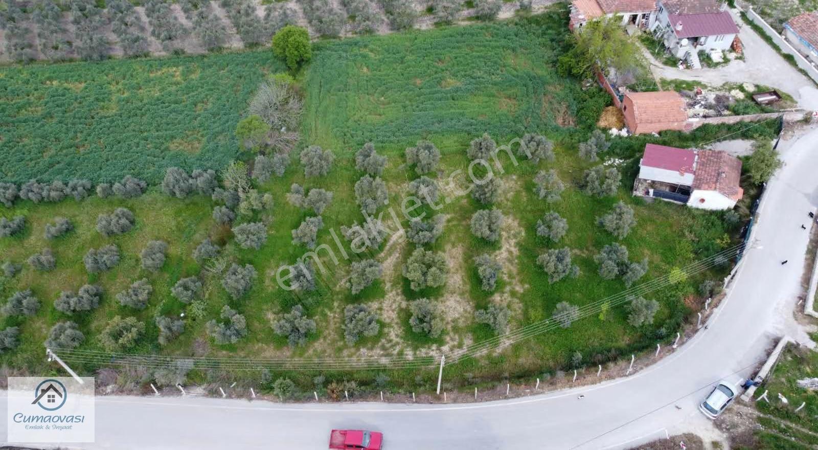 Cumaovası Emlaktan Satılık Sancaklıda Tapulu 1 Dönüm Zeytinlik - Görsel 10
