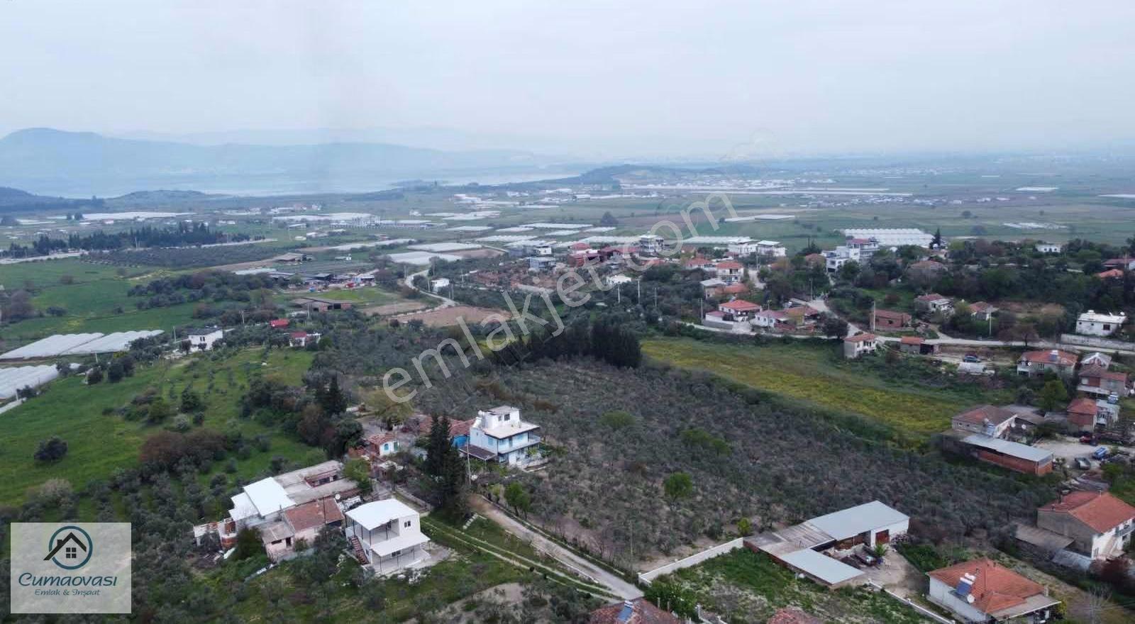 Cumaovası Emlaktan Satılık Sancaklıda Tapulu 1 Dönüm Zeytinlik - Görsel 9