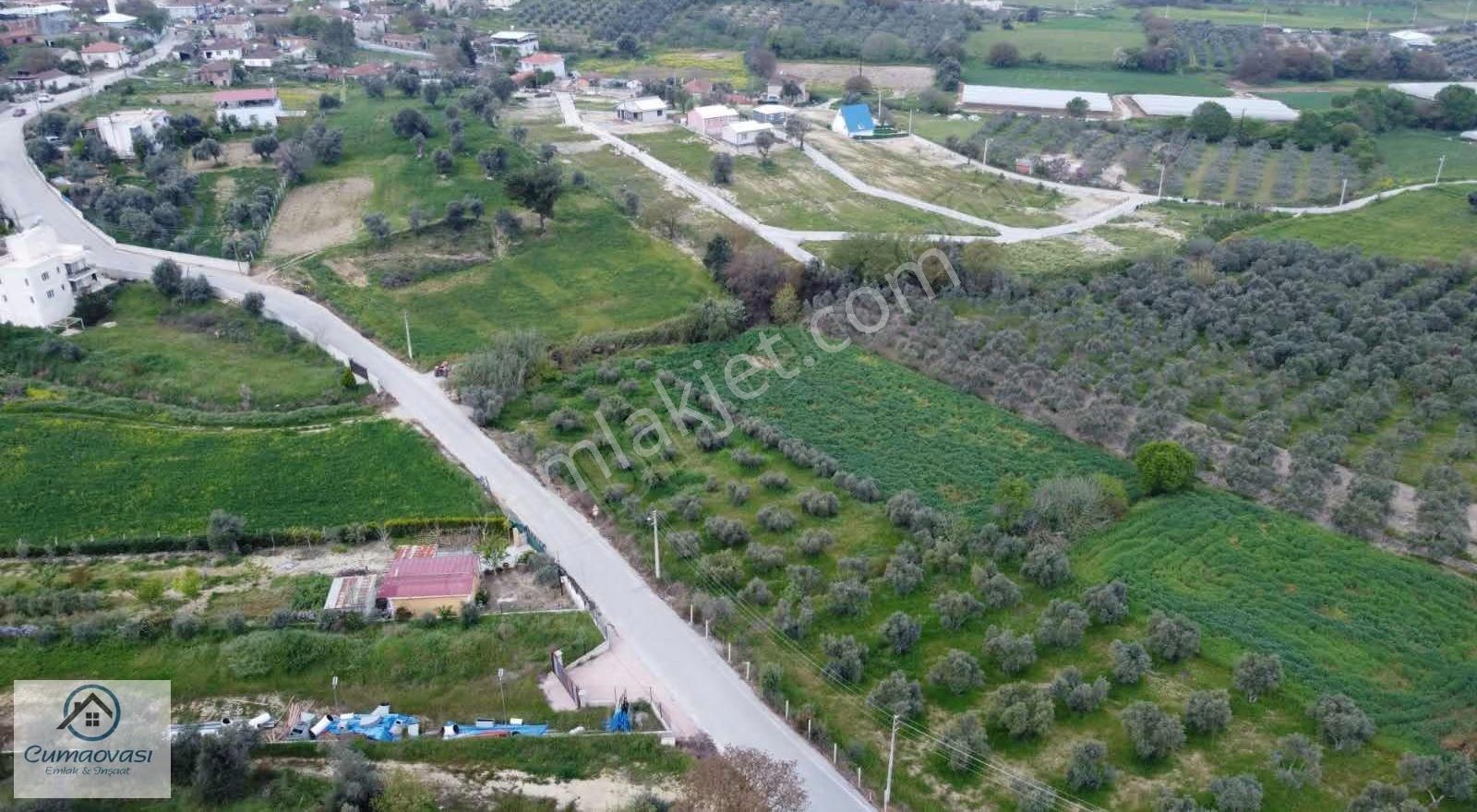 Cumaovası Emlaktan Satılık Sancaklıda Tapulu 1 Dönüm Zeytinlik - Görsel 12