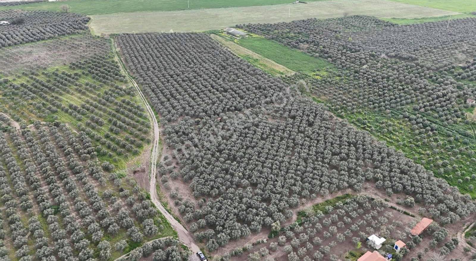 Acil! Yatırımlık 41 Dönüm 1500 Ağaçlı Toki Ve Garaj Dibinde - Görsel 8