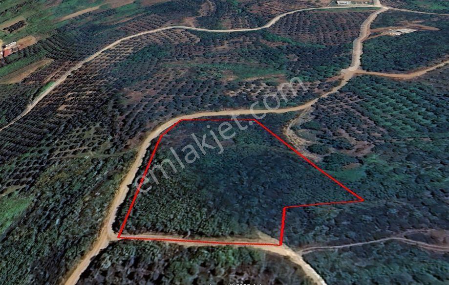 Balıkesir Bandırma Sahil Yenice Mah. 6942 M2 Satılık Tarla Deniz Manzaralı Merkezi Konumda - Görsel 3