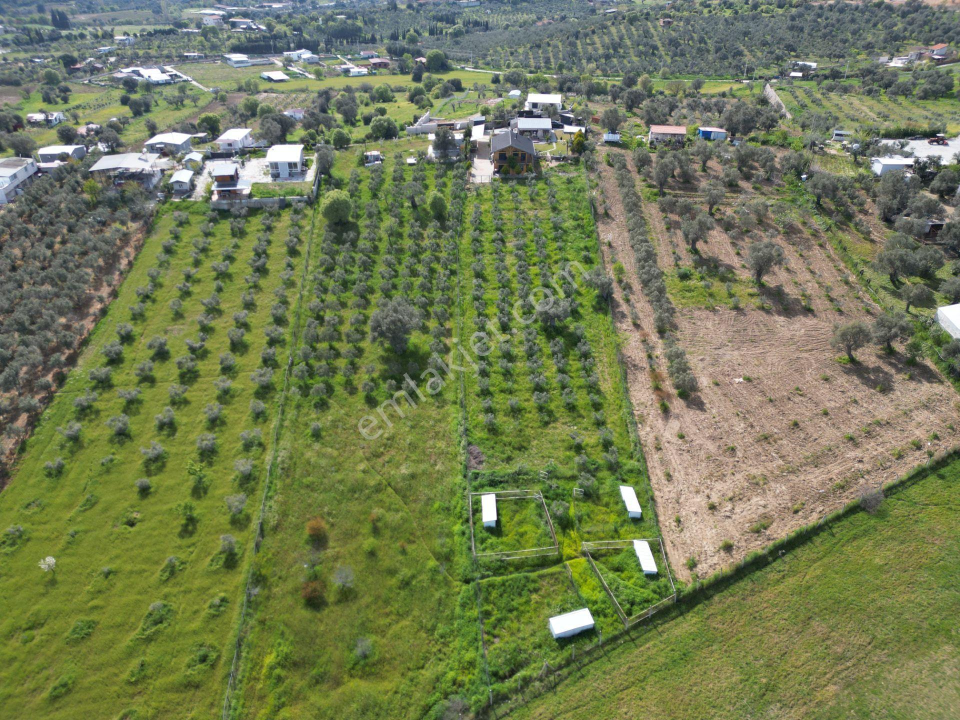 Q'zen Den 4000 M2 Arsa İçerisinde 3+1 Ve 2+1 Evi Olan Çiftlik - Görsel 23