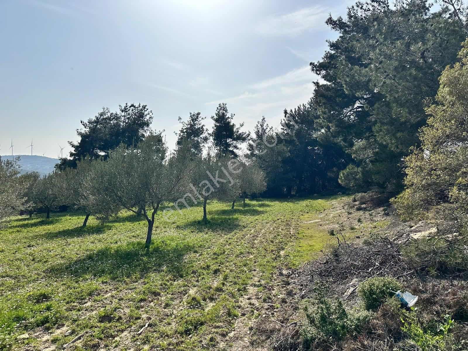 Mega Gayrimenkulden Koyunelinde Satılık Tarla - Görsel 12