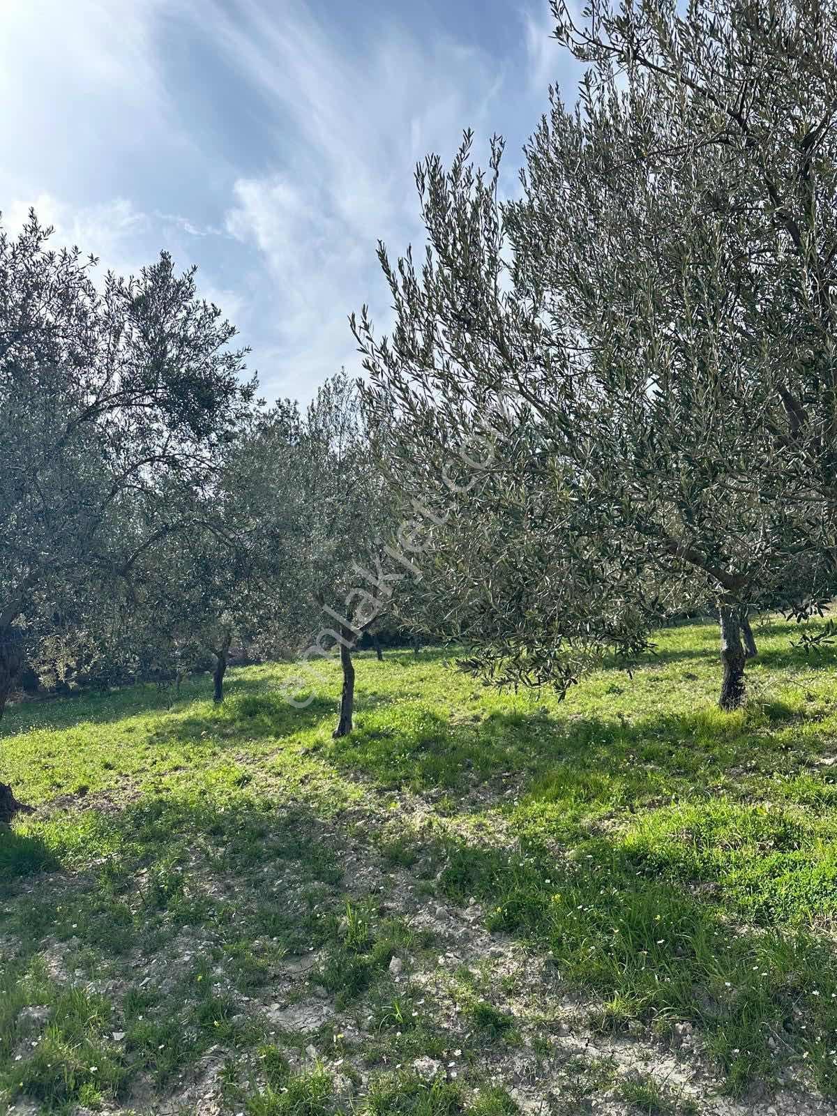 Mega Gayrimenkulden Koyunelinde Satılık Tarla - Görsel 3