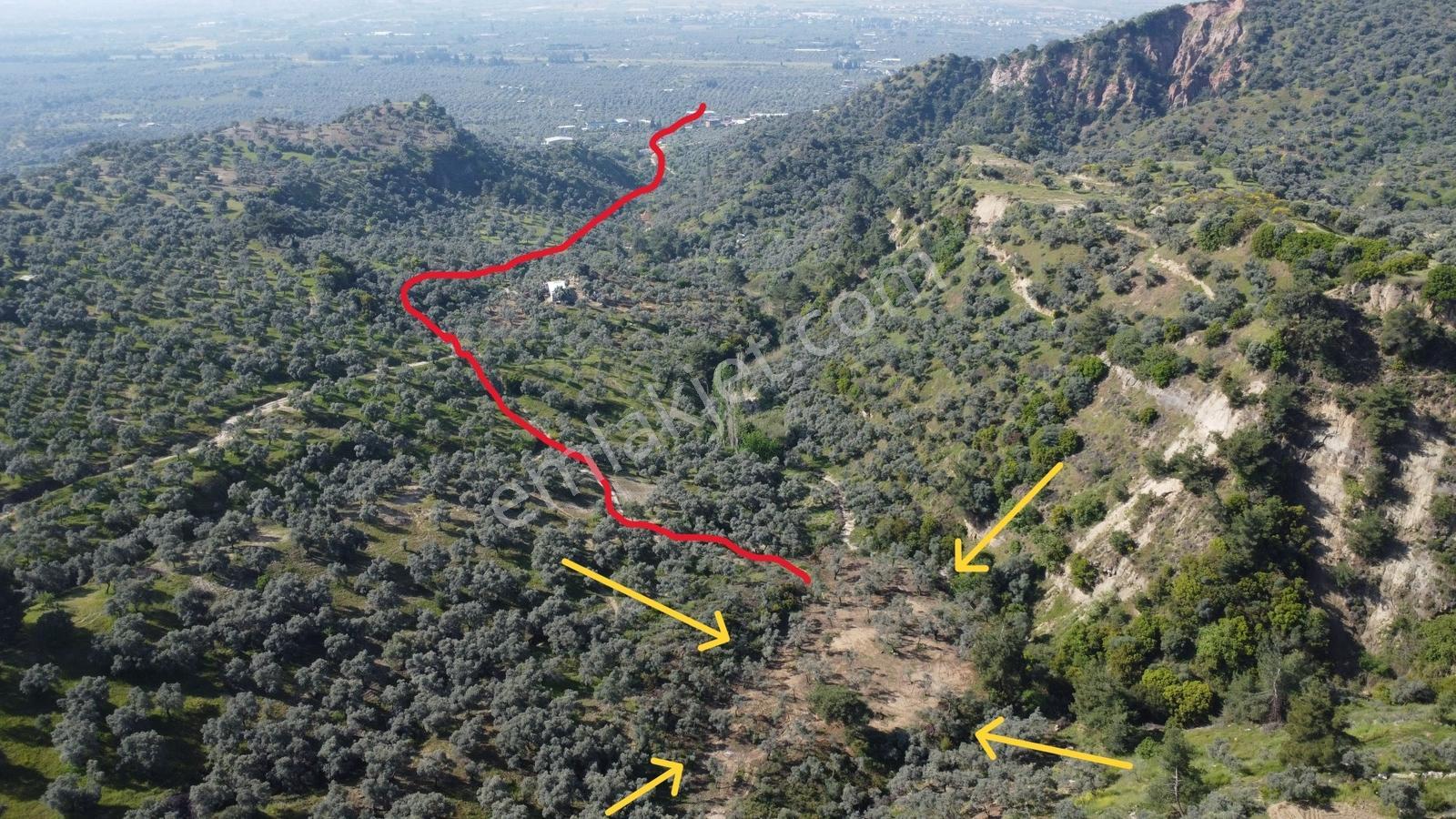 Aydın Efeler Kızılcaköyde 7250 M² Tek Tapu 150 Ağaçlı Zeytinlik - Görsel 14