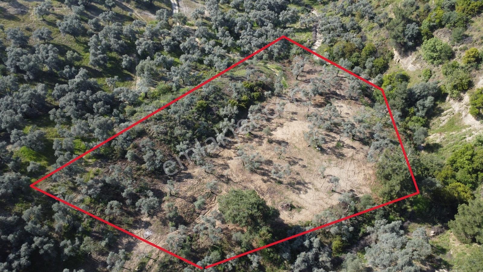 Aydın Efeler Kızılcaköyde 7250 M² Tek Tapu 150 Ağaçlı Zeytinlik