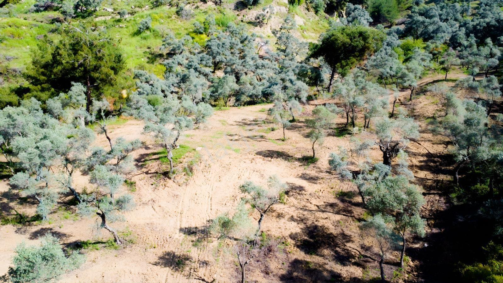 Aydın Efeler Kızılcaköyde 7250 M² Tek Tapu 150 Ağaçlı Zeytinlik - Görsel 23