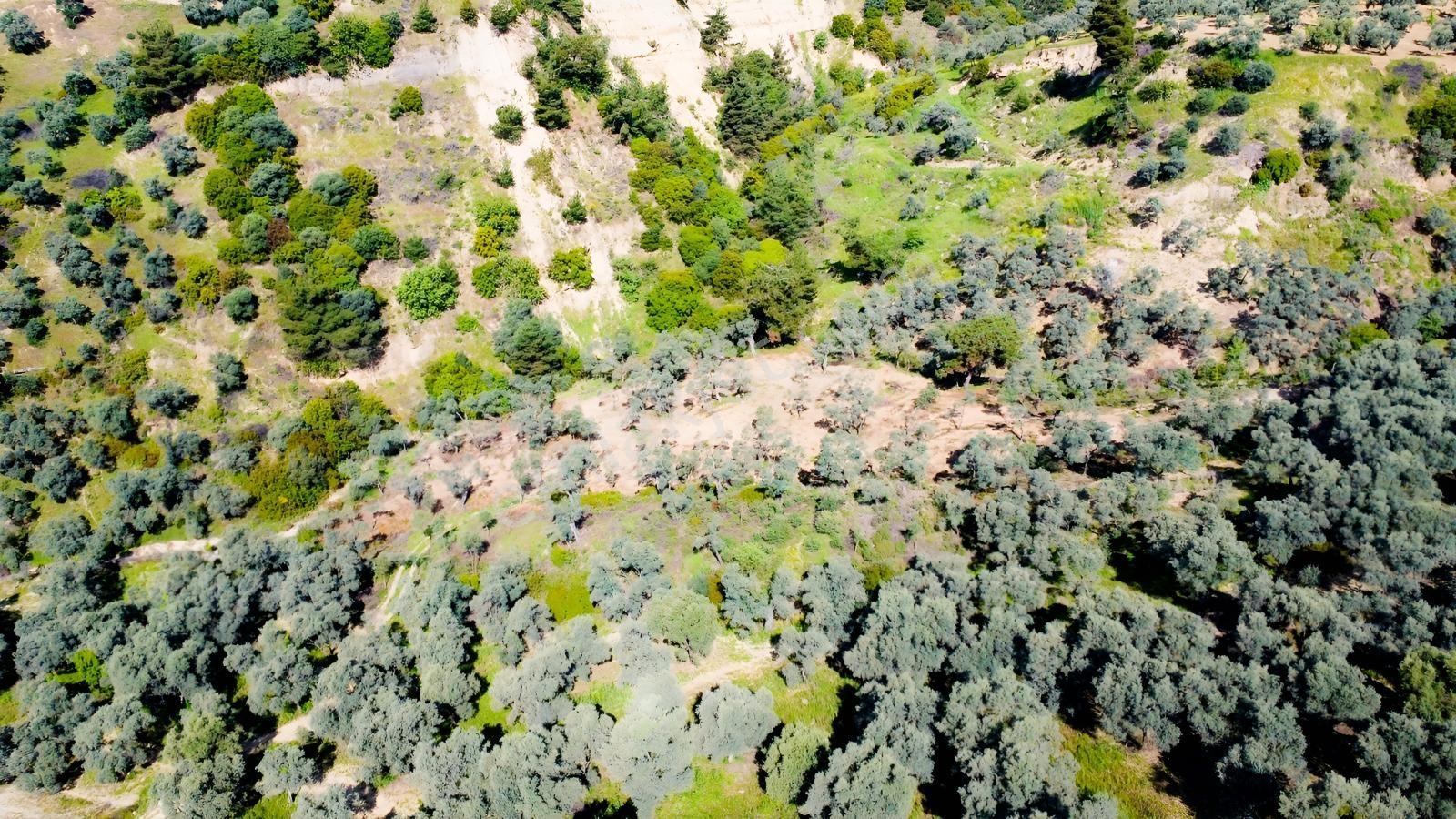 Aydın Efeler Kızılcaköyde 7250 M² Tek Tapu 150 Ağaçlı Zeytinlik - Görsel 4