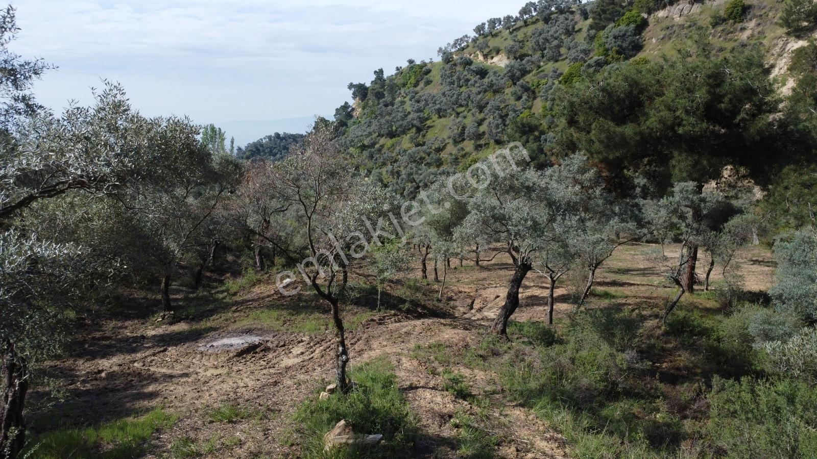 Aydın Efeler Kızılcaköyde 7250 M² Tek Tapu 150 Ağaçlı Zeytinlik - Görsel 15
