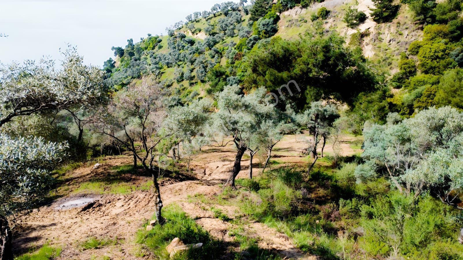 Aydın Efeler Kızılcaköyde 7250 M² Tek Tapu 150 Ağaçlı Zeytinlik - Görsel 5