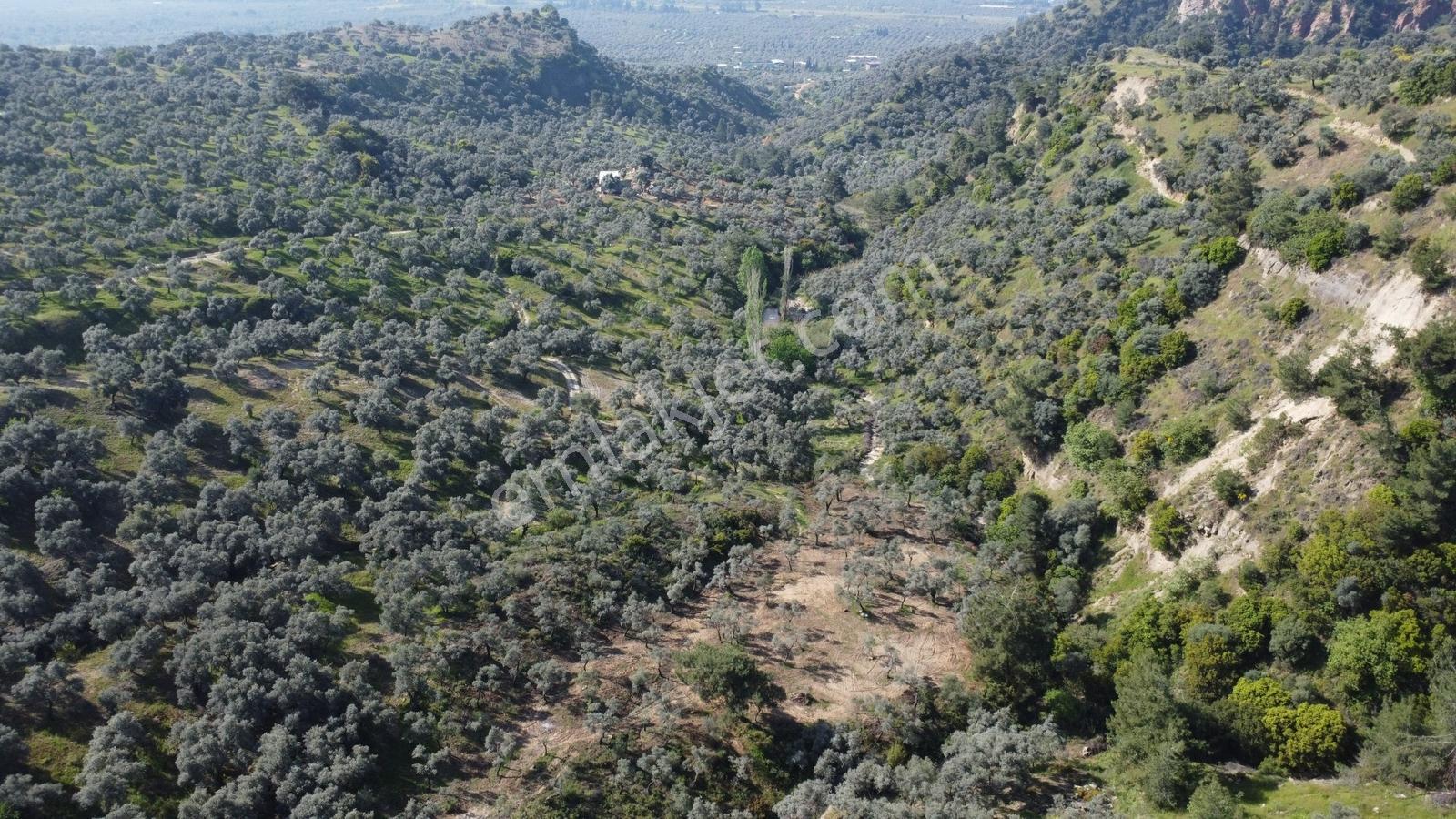 Aydın Efeler Kızılcaköyde 7250 M² Tek Tapu 150 Ağaçlı Zeytinlik - Görsel 12