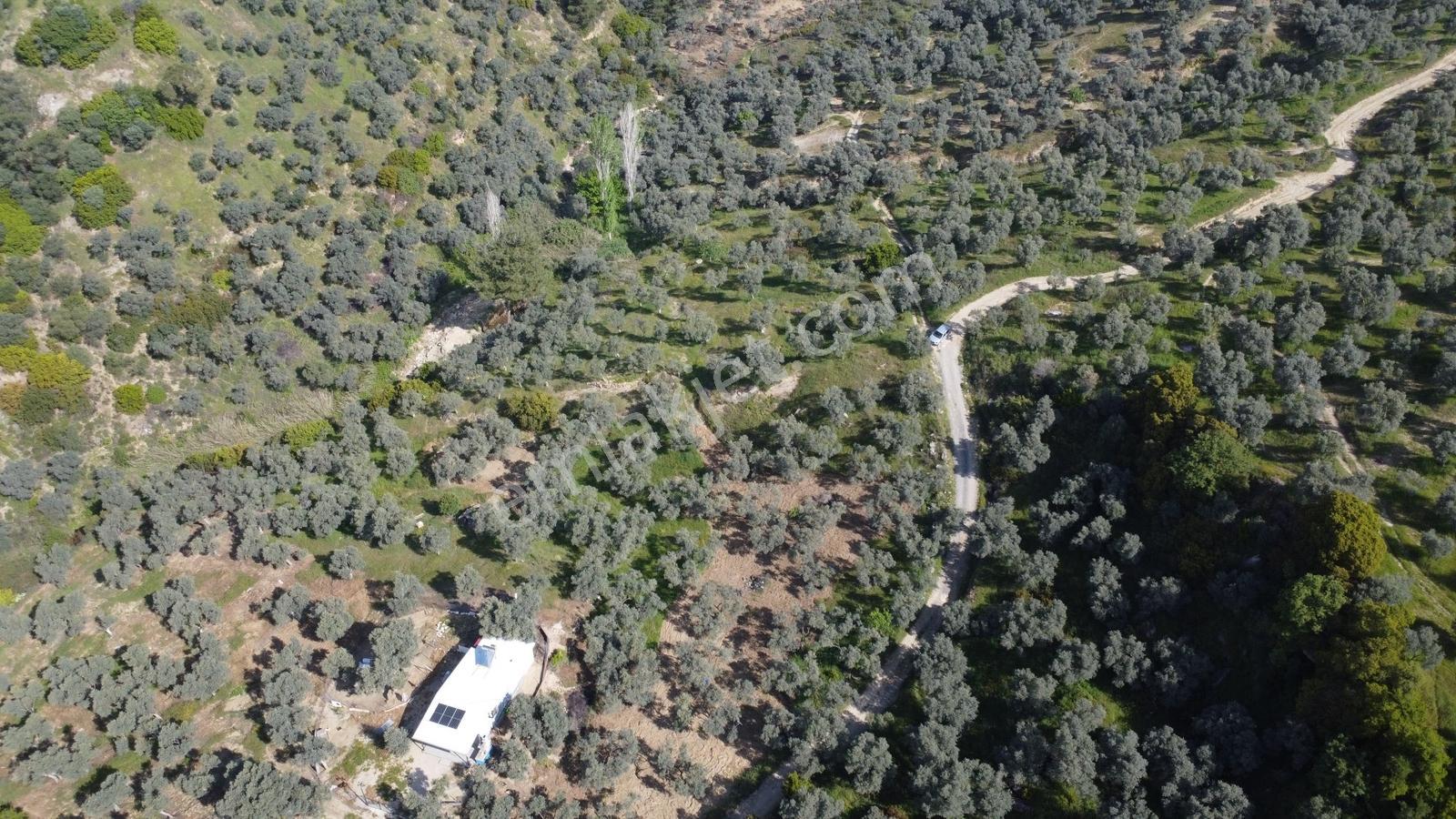Aydın Efeler Kızılcaköyde 7250 M² Tek Tapu 150 Ağaçlı Zeytinlik - Görsel 22