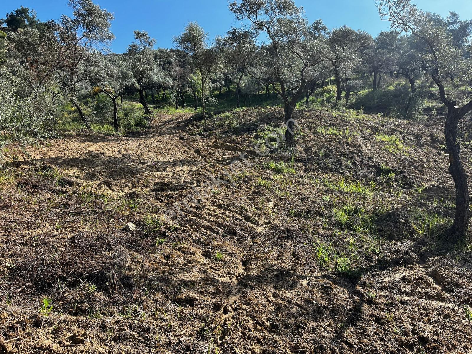 Aydın Efeler Kızılcaköyde 7250 M² Tek Tapu 150 Ağaçlı Zeytinlik - Görsel 19