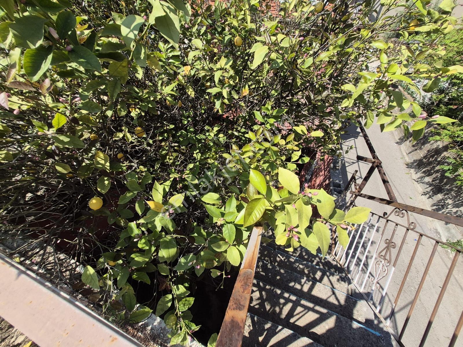 Konak Boğaziçinde,barbaros Okulu Yakını/210m2 Tektapu,bahçeli Ev - Görsel 22