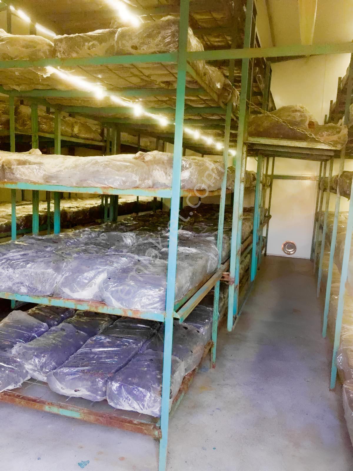 Balkırı Köyü Satılık Mantarhane Ve Elma Bahçesi - Görsel 4
