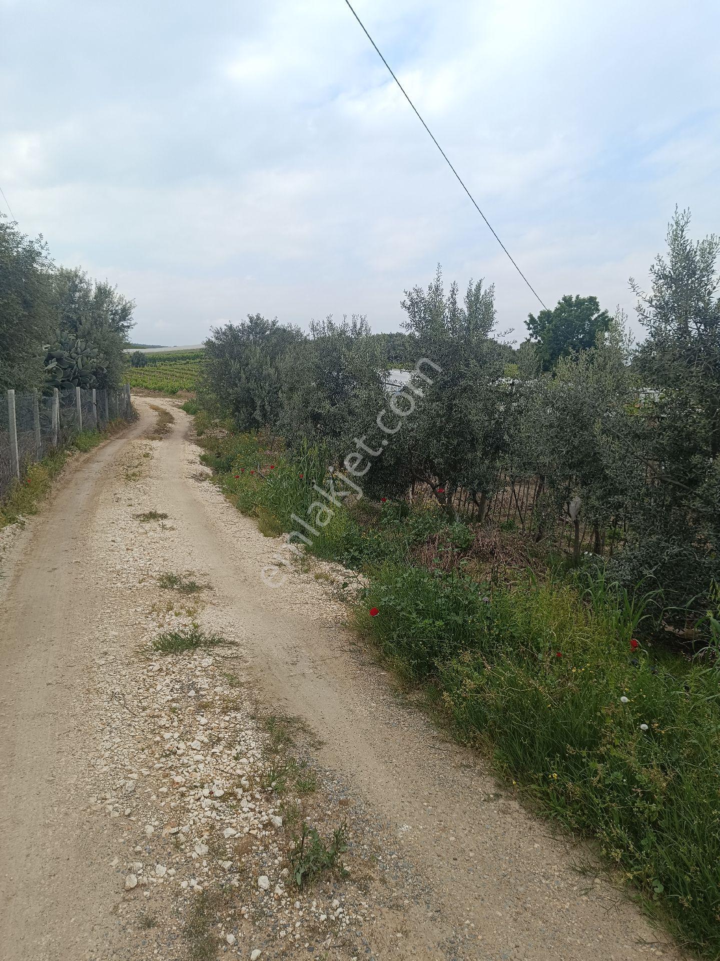 Tarsus İbrişim Köyünde Satılık Bahçe - Görsel 35