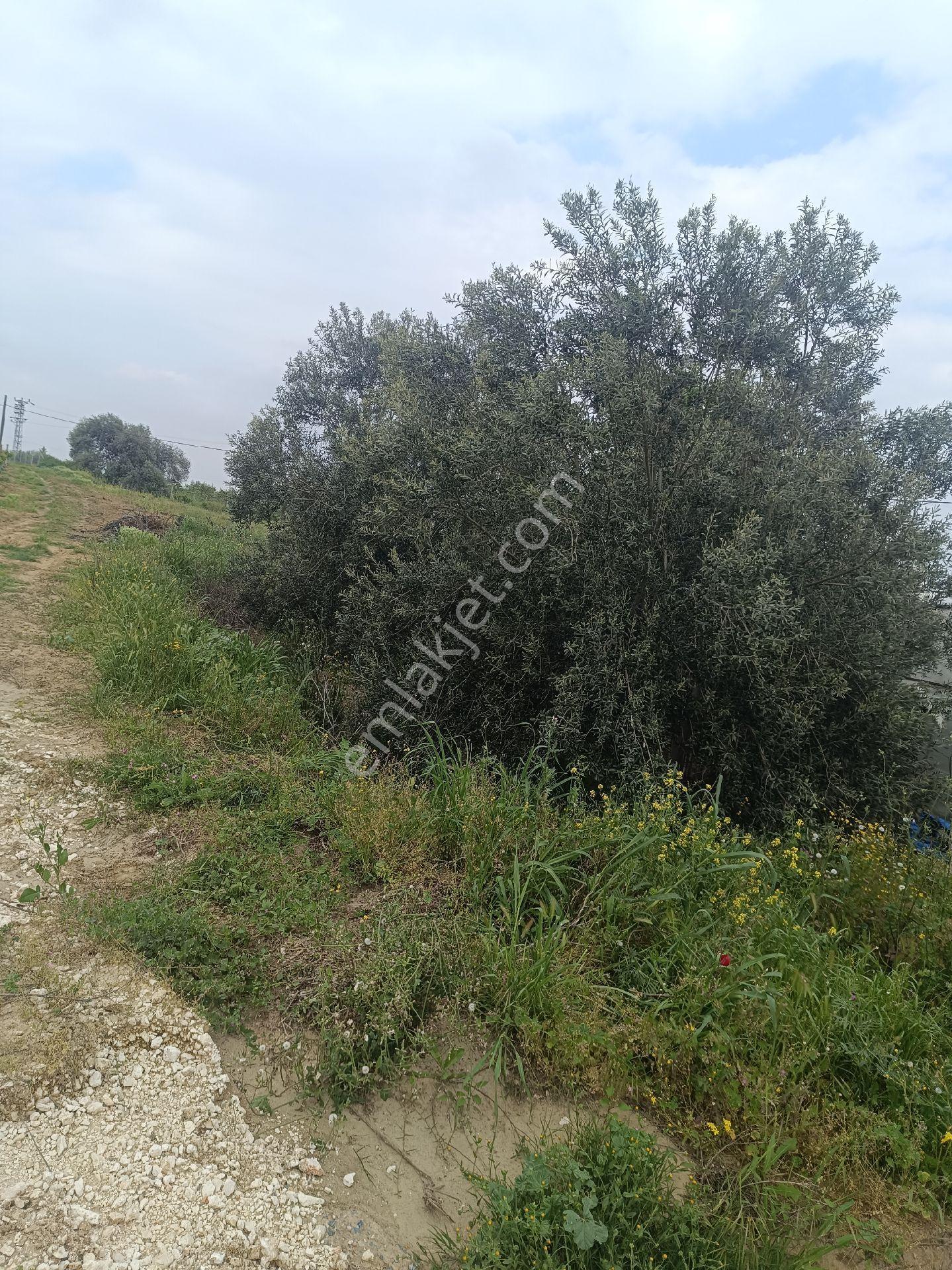 Tarsus İbrişim Köyünde Satılık Bahçe - Görsel 34