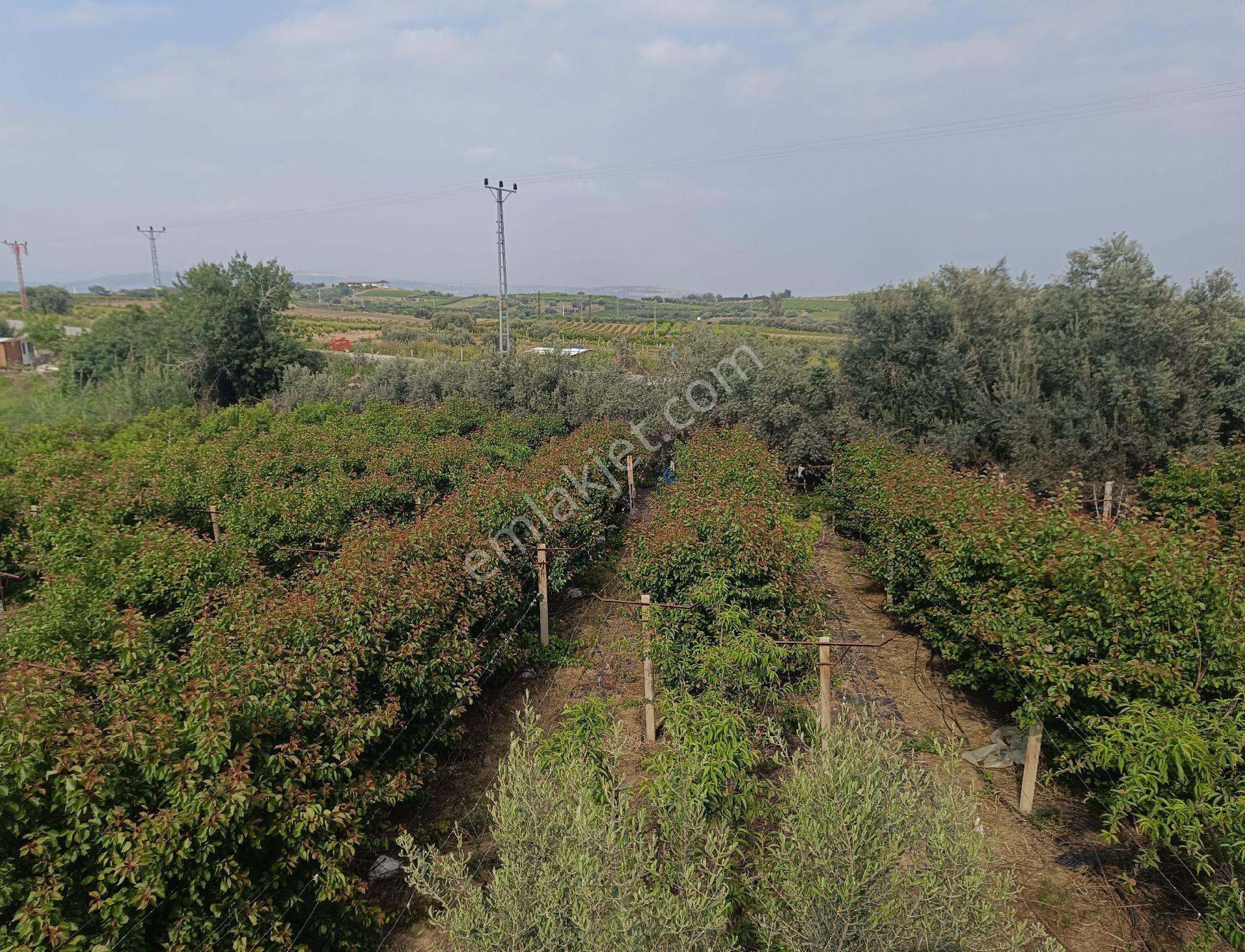 Tarsus İbrişim Köyünde Satılık Bahçe - Görsel 4