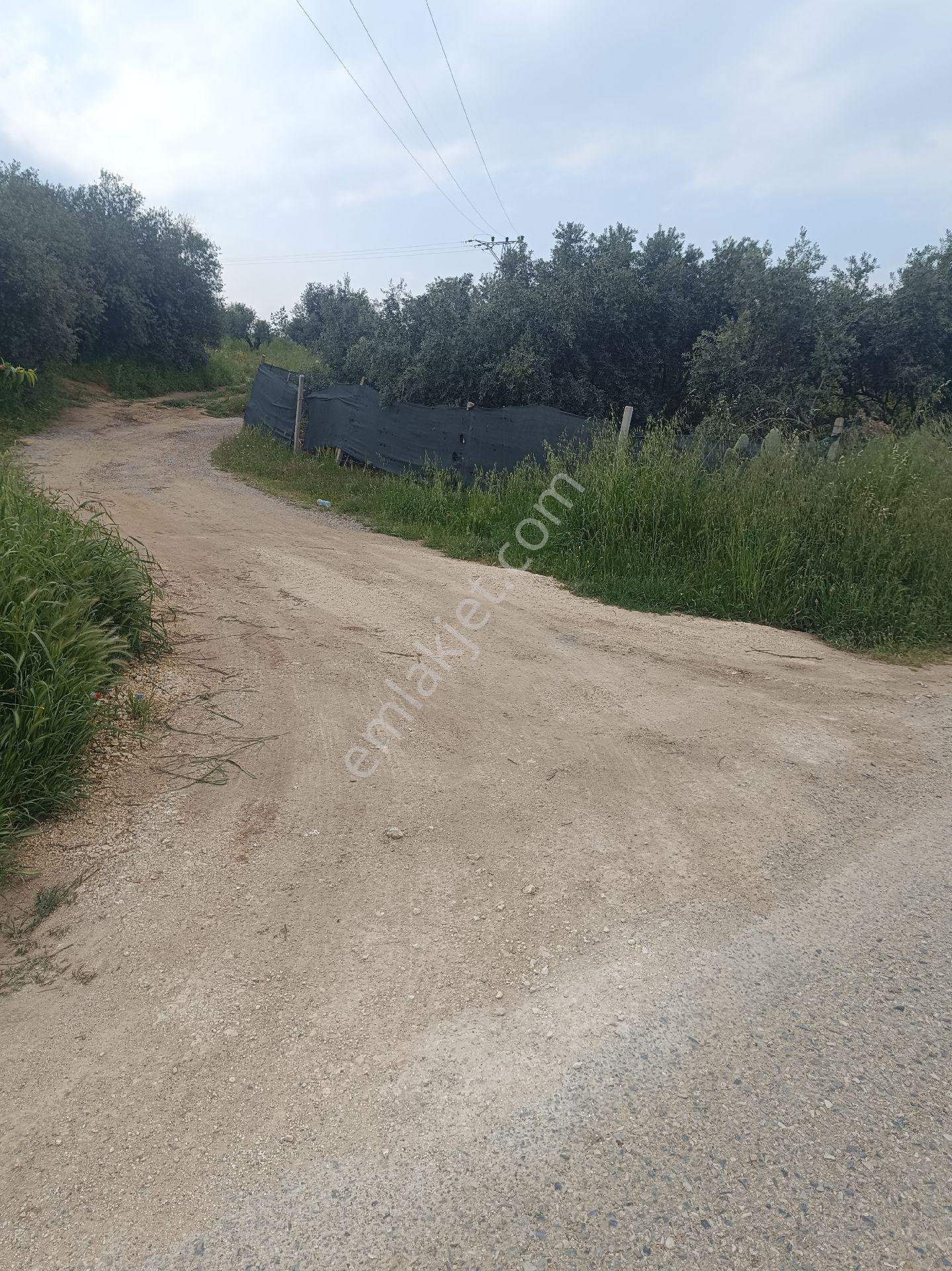 Tarsus İbrişim Köyünde Satılık Bahçe - Görsel 27