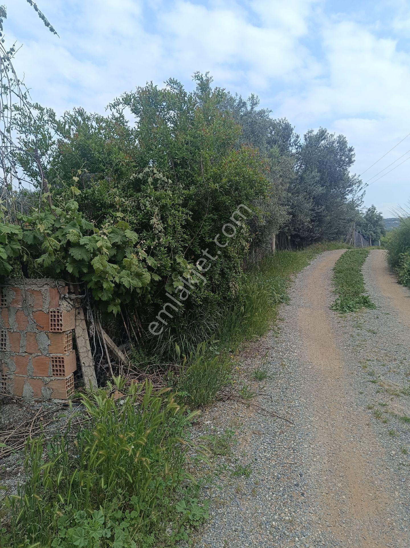 Tarsus İbrişim Köyünde Satılık Bahçe - Görsel 30