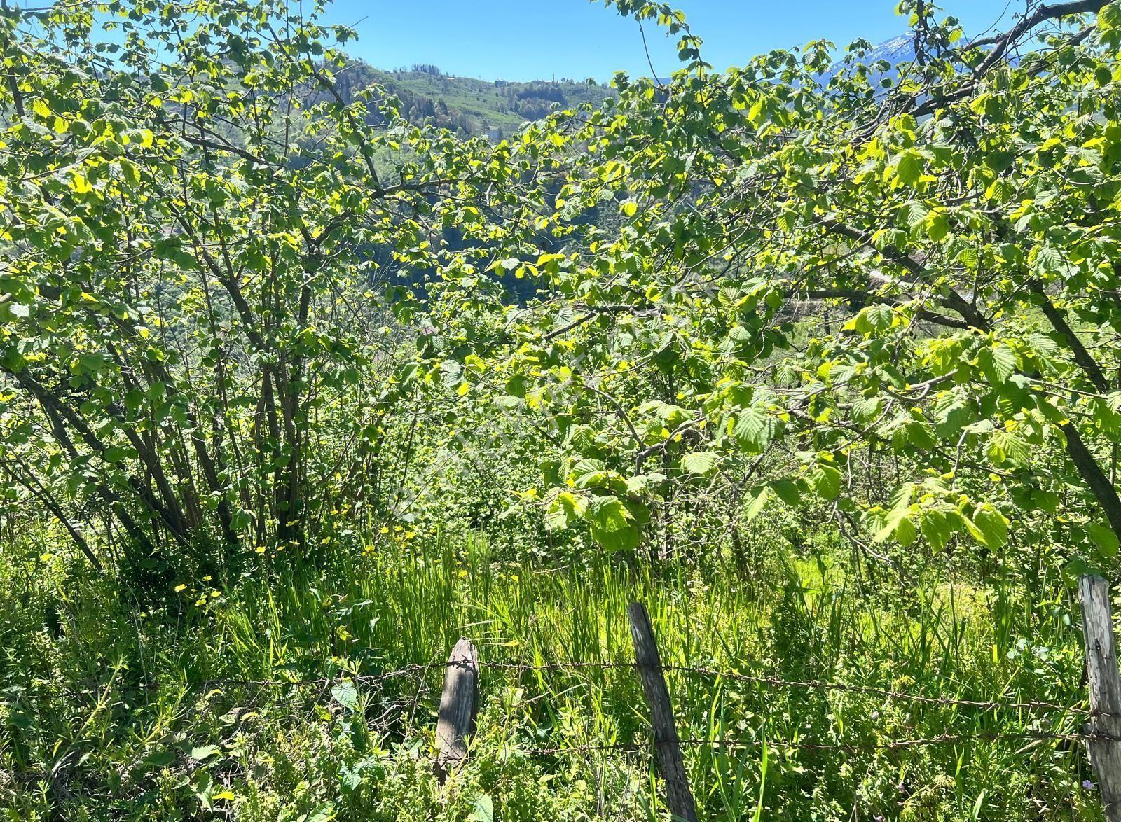 Giresun Boztekke'de Ana Yola Cephe, Denize Yakın 7187 M² Bahçe - Görsel 7