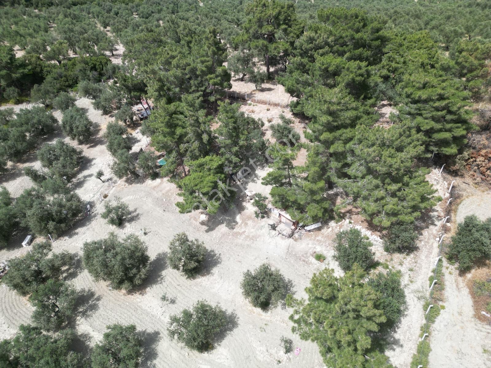 Pera Gayrimenkulden Ayvalık Muratelide Satılık 4390 M2 Zeytinlik - Görsel 12