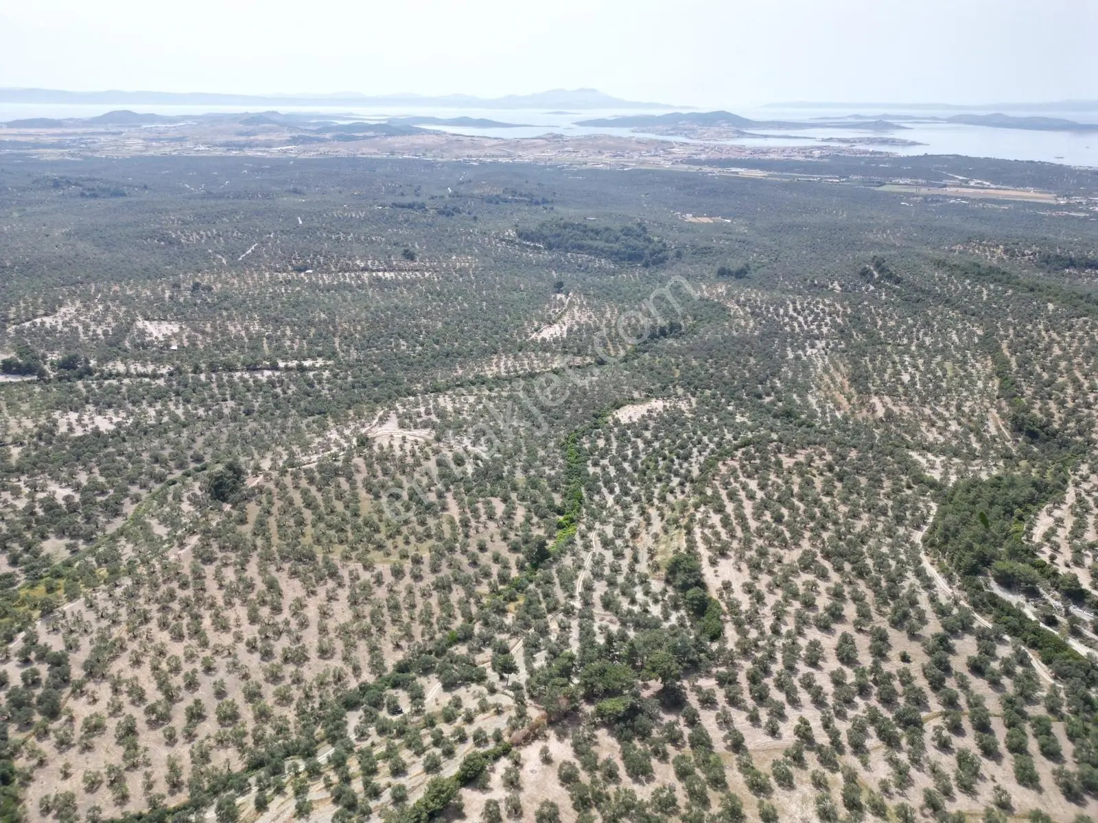 Pera Gayrimenkulden Ayvalık Muratelide Satılık 4390 M2 Zeytinlik - Görsel 2