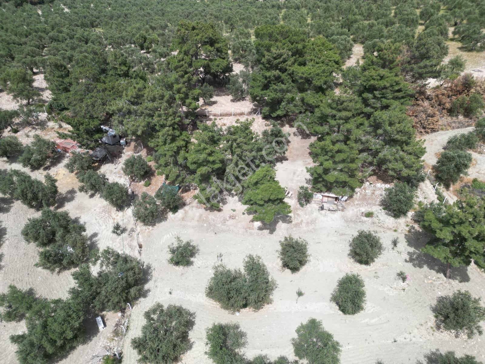 Pera Gayrimenkulden Ayvalık Muratelide Satılık 4390 M2 Zeytinlik - Görsel 14