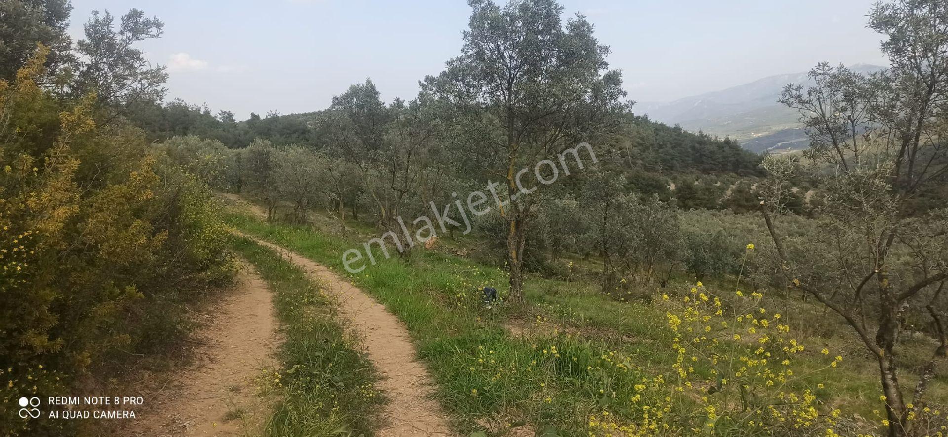 Sakarya Pamukovada Kelepir Arsalar - Görsel 5