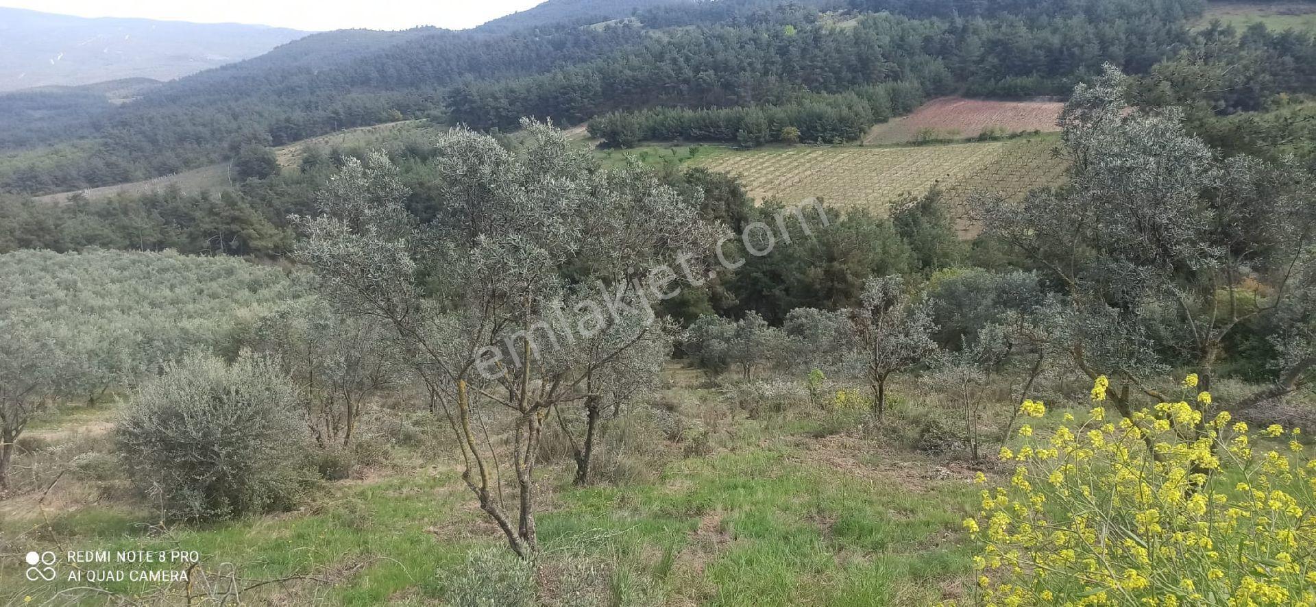 Sakarya Pamukovada Kelepir Arsalar - Görsel 2